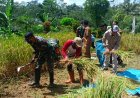Wujud Dukungan Koramil 17/Wanayasa bantu Petani panen padi sukseskan Swasembada pangan