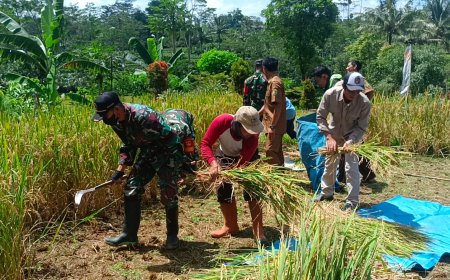 Wujud Dukungan Koramil 17/Wanayasa bantu Petani panen padi sukseskan Swasembada pangan