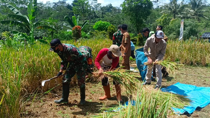 Wujud Dukungan Koramil 17/Wanayasa bantu Petani panen padi sukseskan Swasembada pangan
